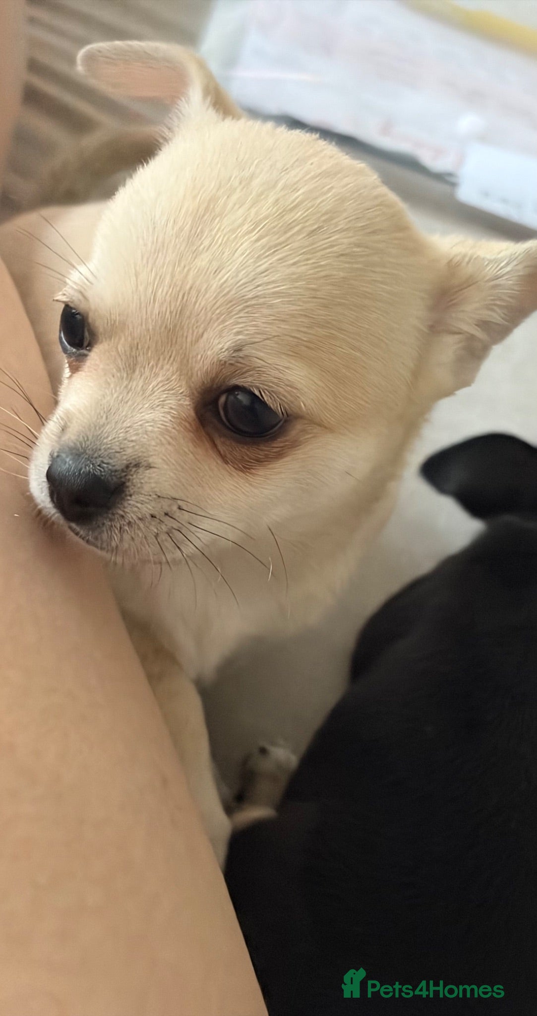Chihuahua dogs Beautiful Pedigree Chihuahua 1 Girl left!  - Advert 10
