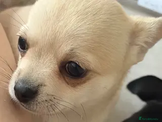 Chihuahua dogs Beautiful Pedigree Chihuahua 1 Girl left! - Advert 3