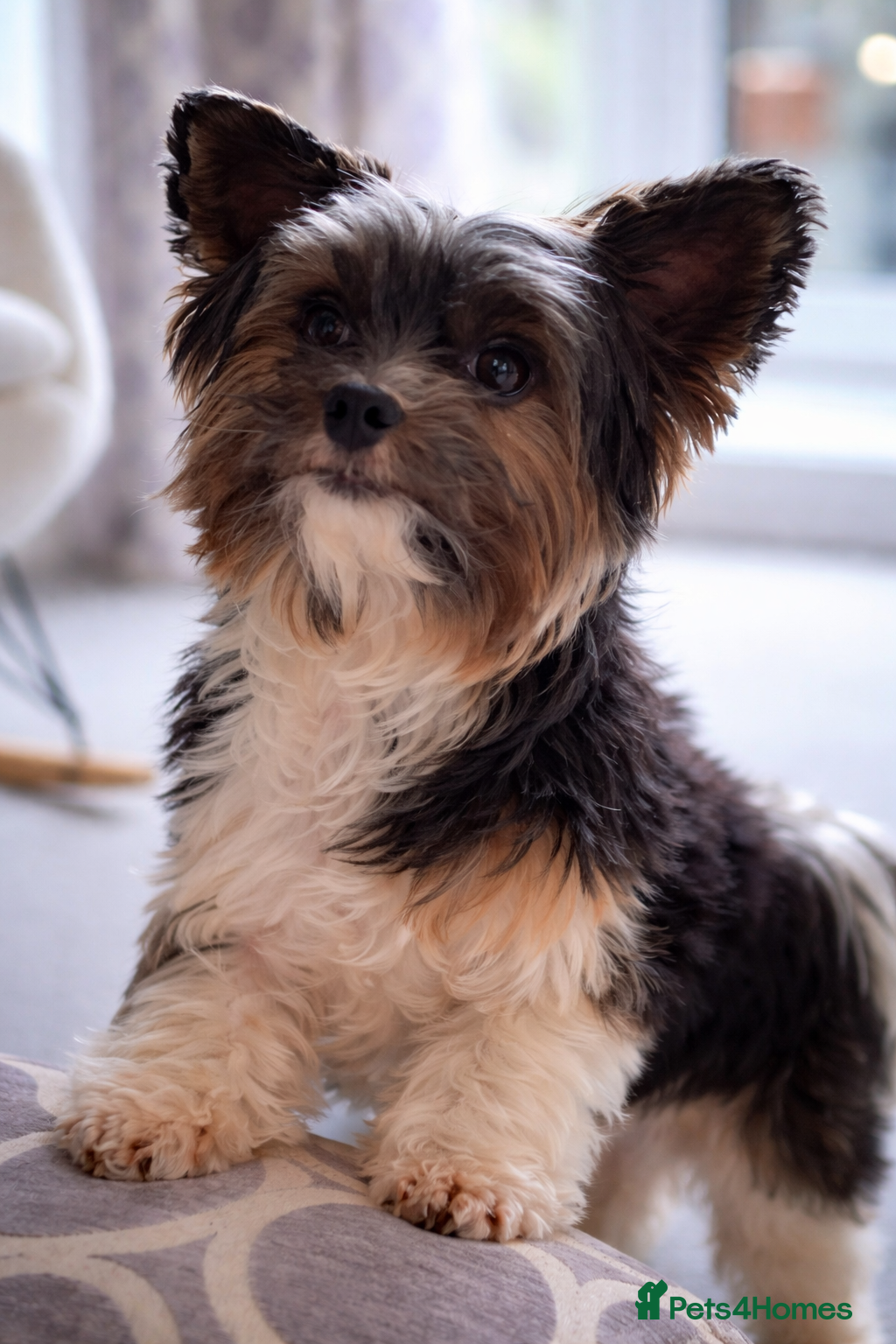 Biewer Terrier dogs Purebred Pedigree Biewer Terrier Proven Stud - Advert 12