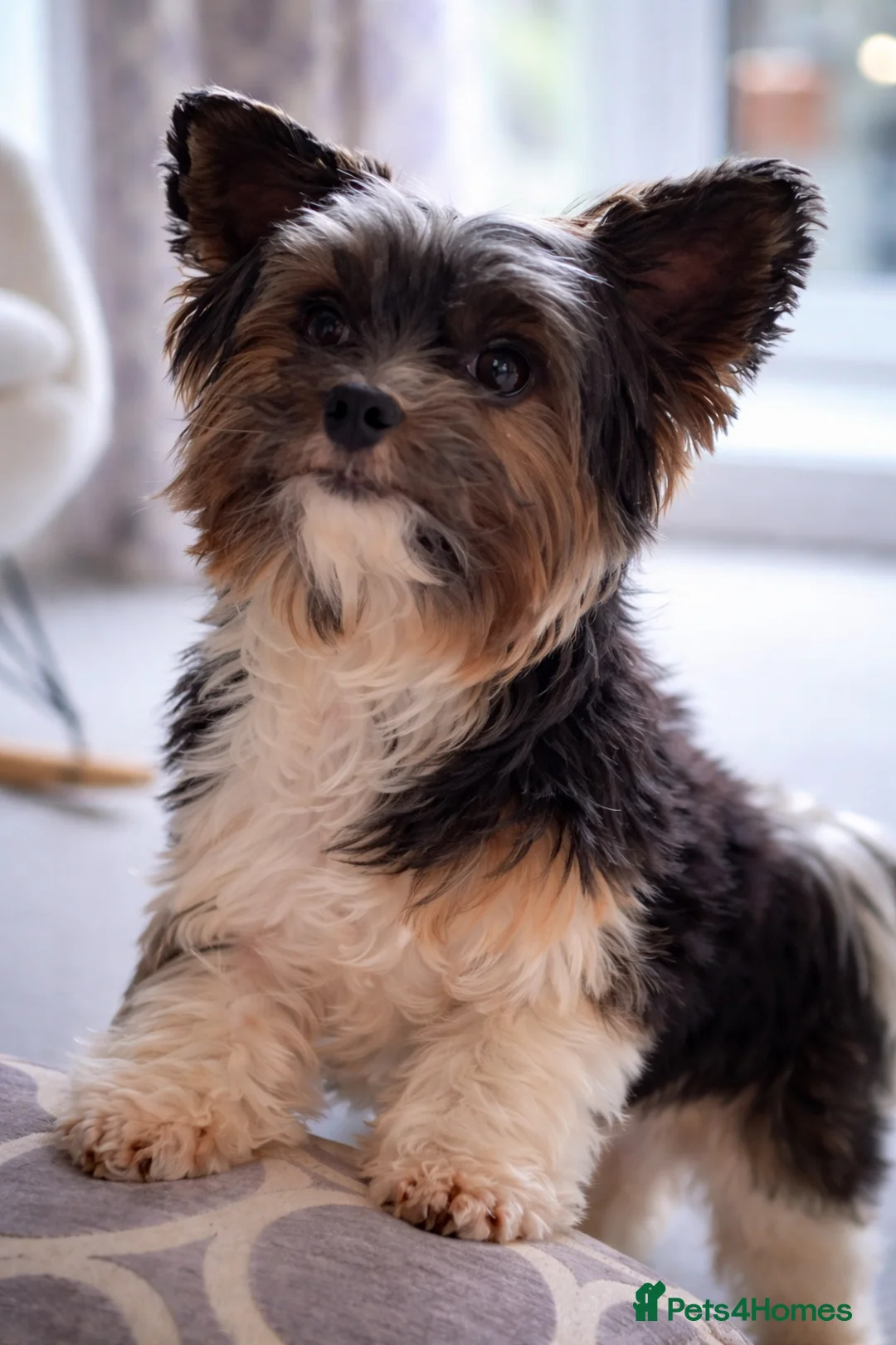 Biewer Terrier dogs for stud: Purebred Pedigree Biewer Terrier Proven Stud - Advert 1