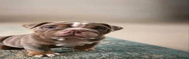 English Bulldog 5