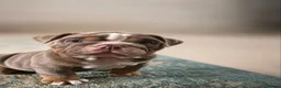English Bulldog dogs for sale: English Bulldog Puppies Seeking Loving Homes - Advert 6