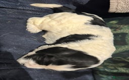 Cocker Spaniel dogs for sale: KC show cocker puppies black white blue roan - Image 11