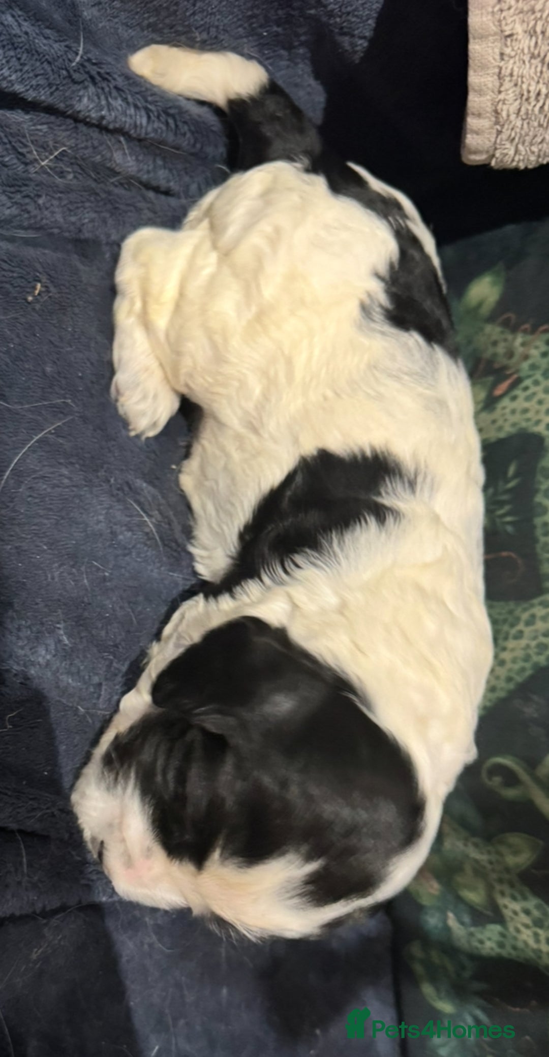 Cocker Spaniel dogs for sale: KC show cocker puppies black white blue roan - Image 11