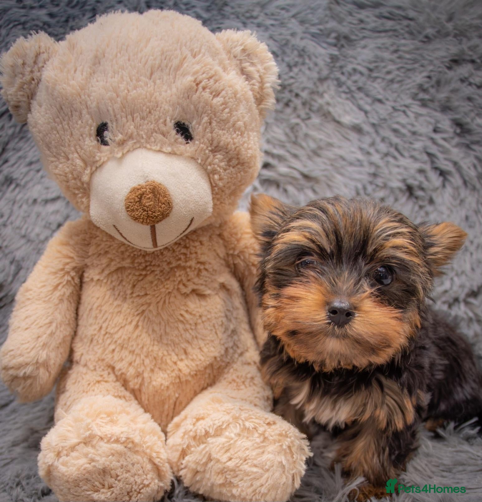 Yorkshire Terrier dogs Two K.C Yorkshire terrier boys champion bloodlines - Advert 1