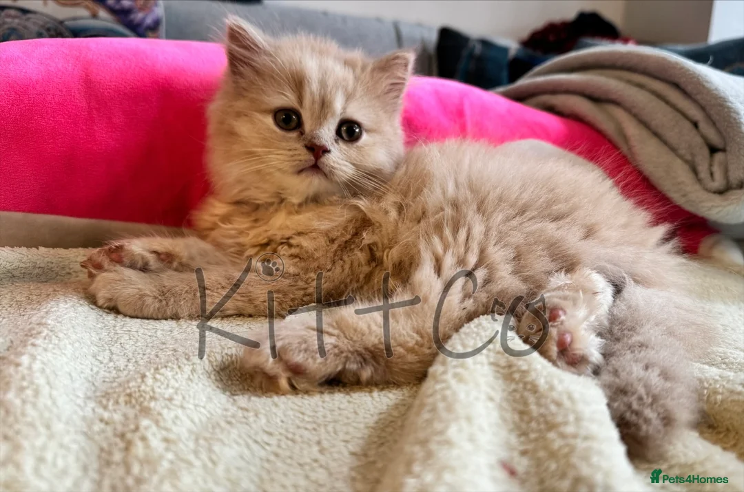 British Shorthair cats for sale: GCCF LAST BOY available GORGEOUS Pedigree Kittens - Advert 1