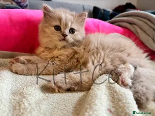 British Shorthair cats GCCF Unique GORGEOUS Pedigree Kittens - Advert 5