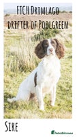 English Springer Spaniel dogs 🐾 KC registered ESS B&W puppy available 🐾 - Advert 4