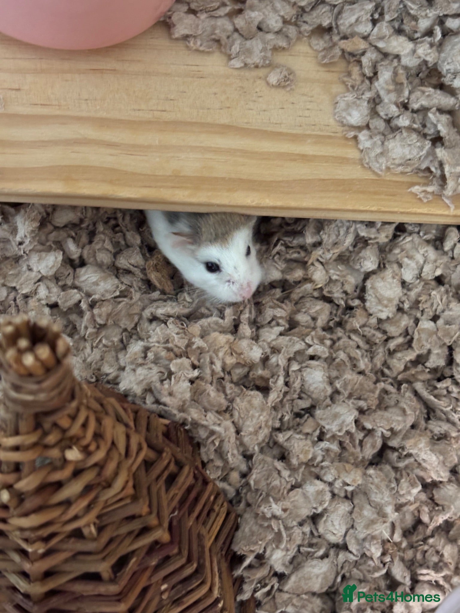 Hamster rodents Robrovski hamster with cage & accessories  - Advert 1