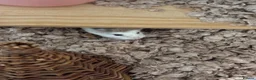 Hamster rodents for sale: Robrovski hamster with cage & accessories  in Sheffield - Advert 1