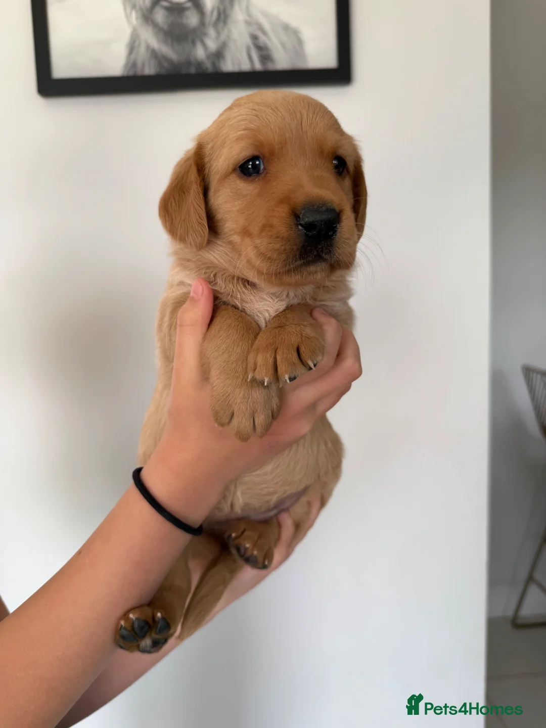 Goldador dogs for sale: Goldador puppies  - Advert 1