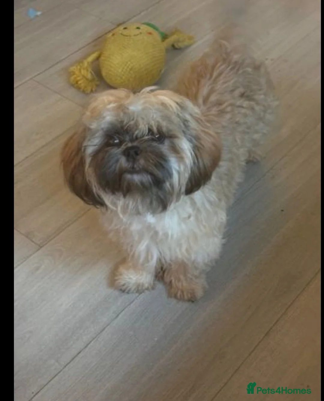 Shih Tzu dogs for sale: Female shi tzu  - Advert 1