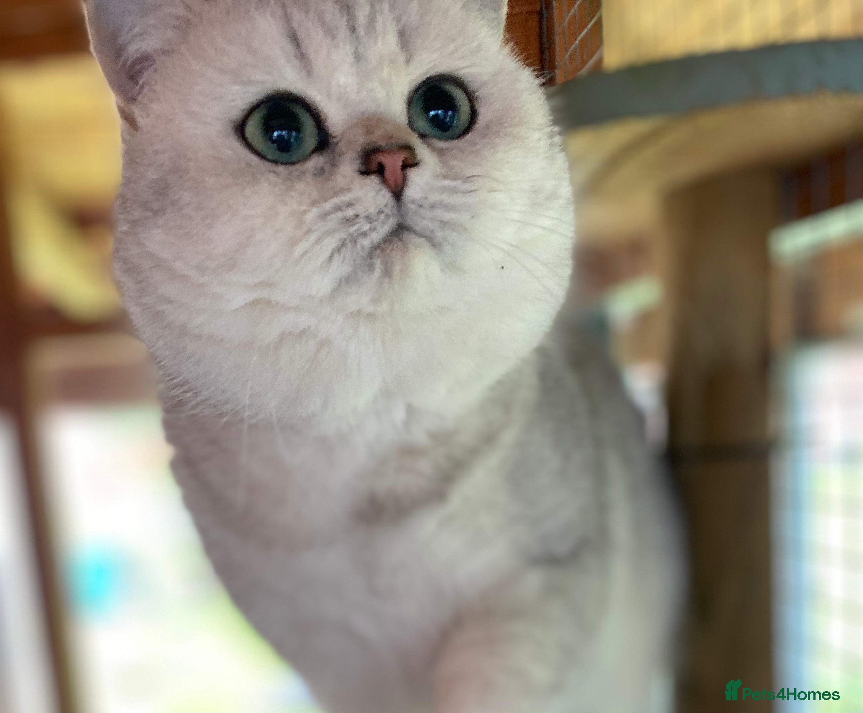 British Shorthair cats British Shorthair Silver Tipped Male - Advert 1