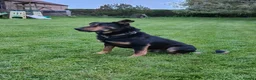 Mixed Breed dogs for sale: Border collie cross huntaway puppies  - Advert 4