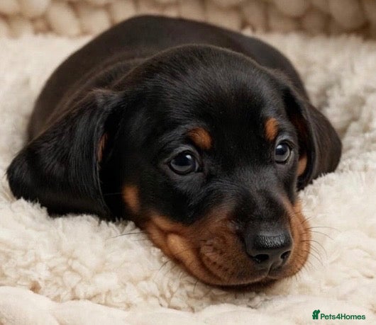 Dachshund dogs Gorgeous miniature dachshund puppies  - Advert 2