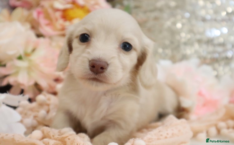 Miniature Dachshund dogs - Advert 4