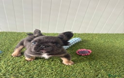 French Bulldog dogs for sale: Luxury full fluffy French bulldog  - Image 3