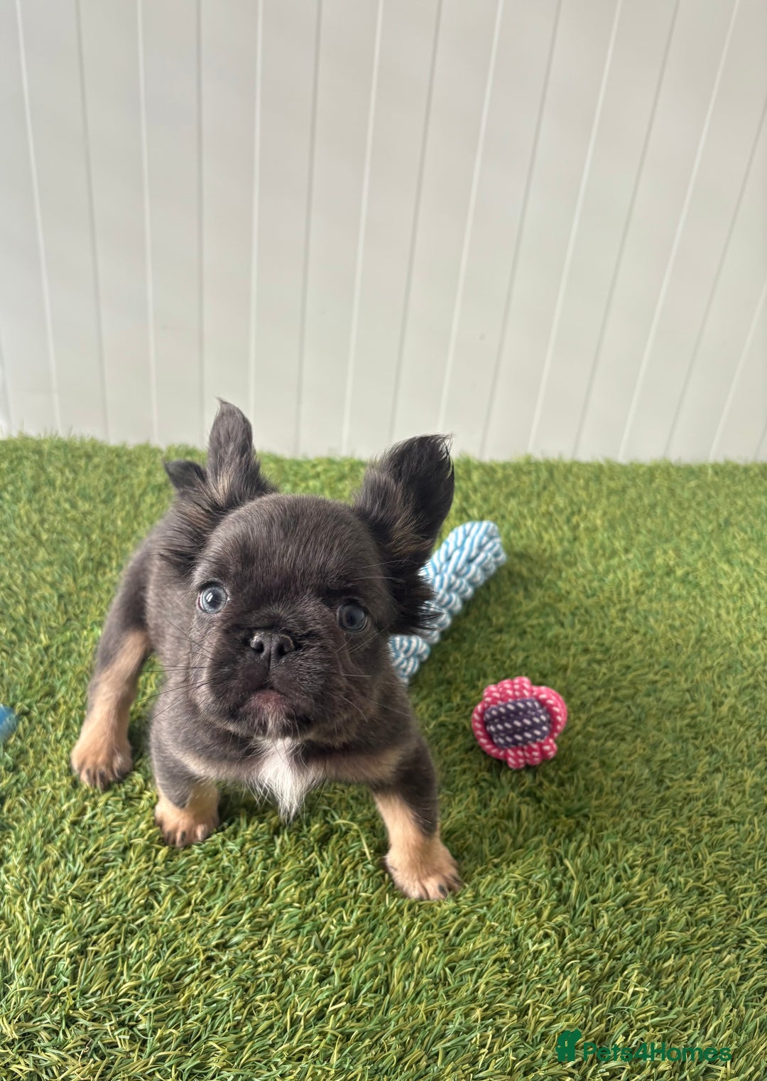 French Bulldog dogs for sale: Luxury full fluffy French bulldog  - Image 3