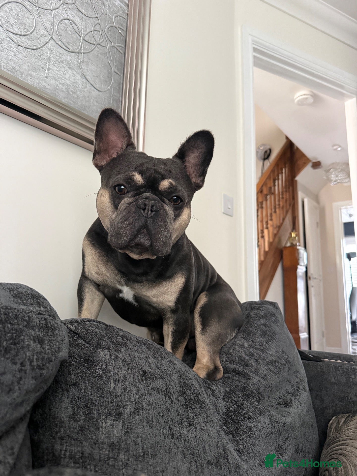 French Bulldog dogs Male French bulldog  - Advert 3