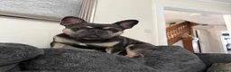 French Bulldog dogs for stud: Male French bulldog  - Advert 1