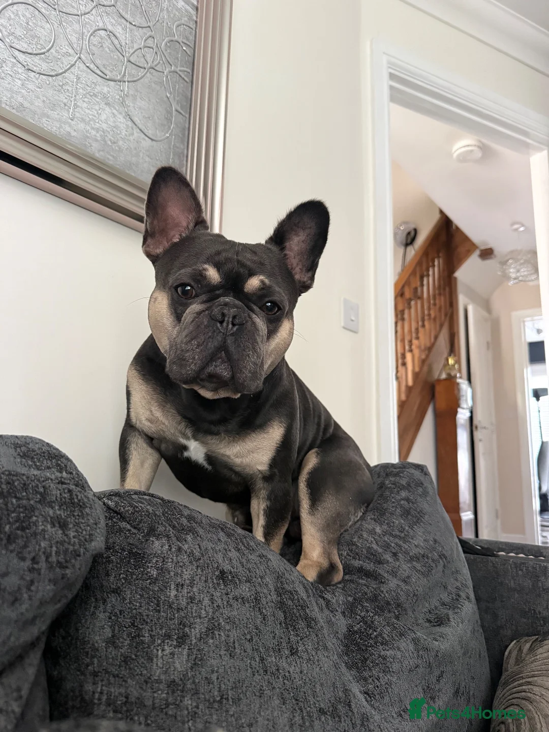 French Bulldog dogs for stud: Male French bulldog  - Advert 1