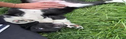 Sprollie dogs for sale: Sprollie Pups looking for forever homes - Advert 5