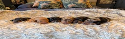 Dachshund dogs for sale: Standard Dachshund Puppies  - Advert 5