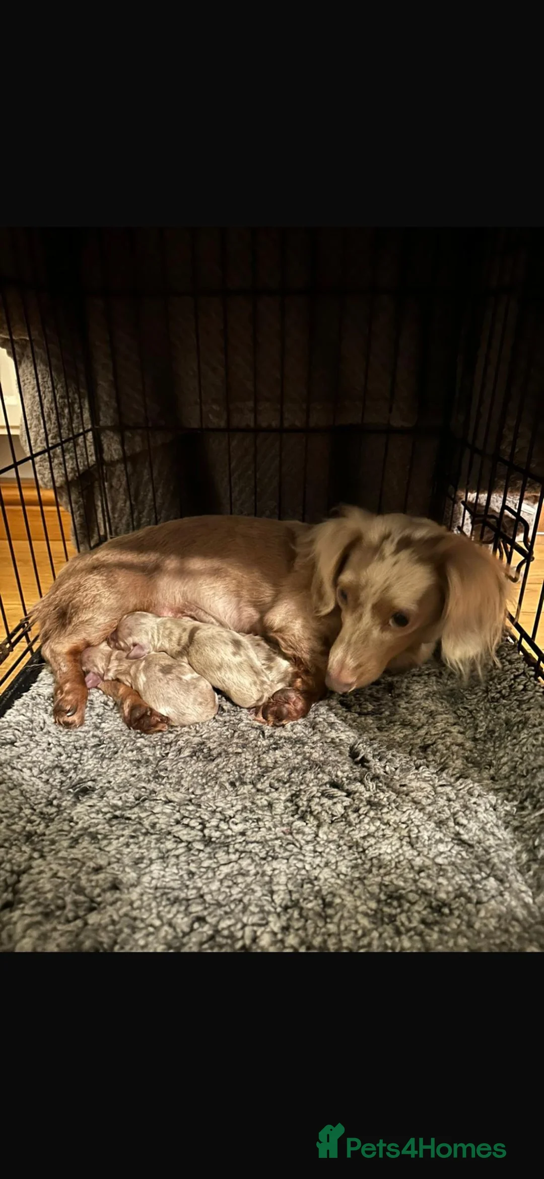 Miniature Dachshund dogs for sale: Mini dachshund dapple Isabela+tan piebald  - Advert 2