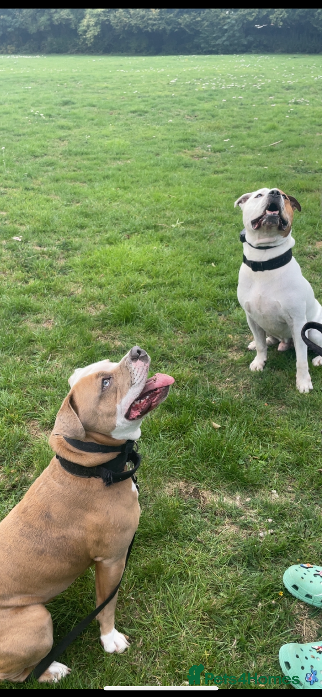 Mixed Breed dogs for adoption: Male American Bulldog / Staffy - Advert 3