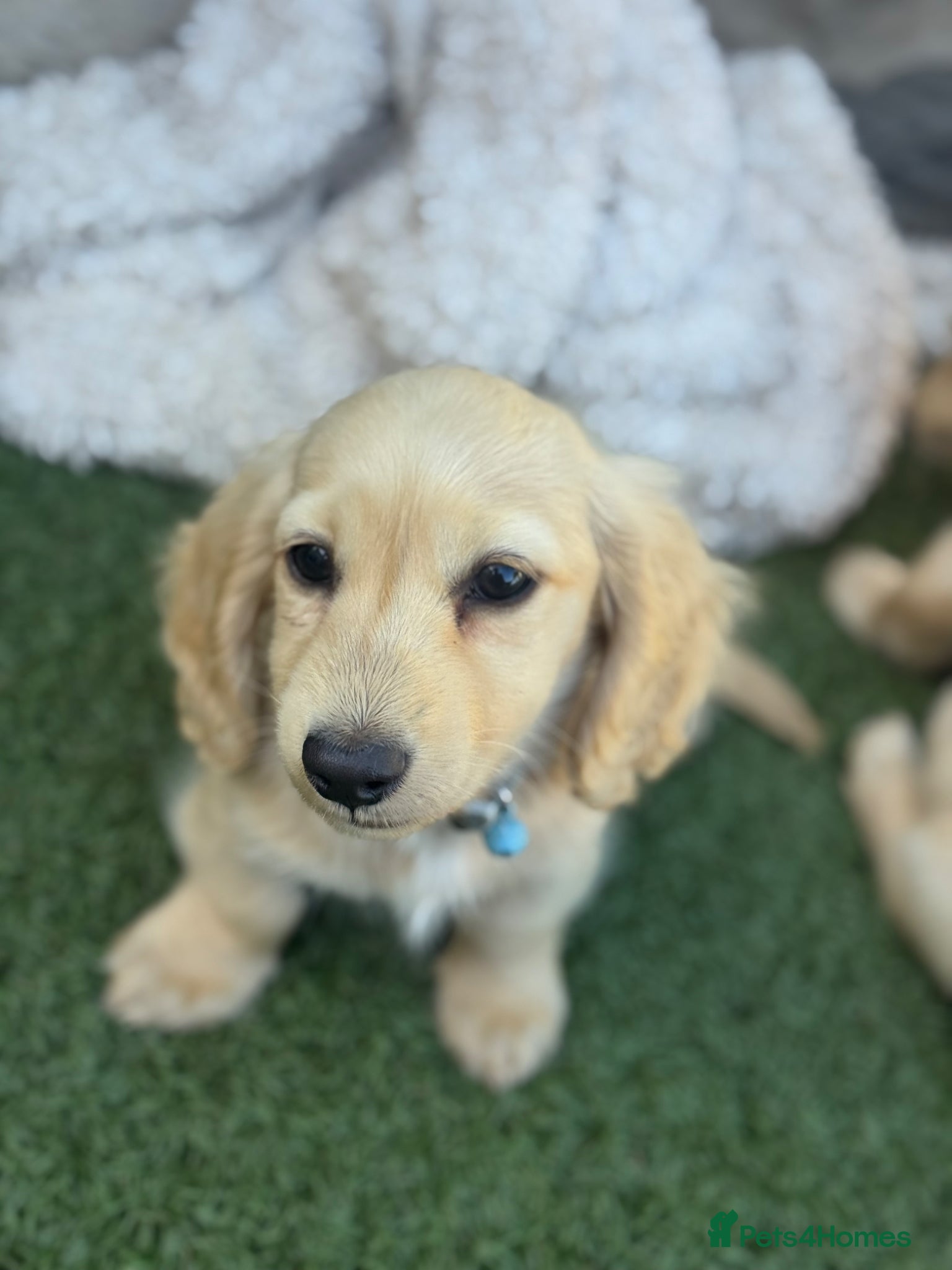 Miniature Dachshund dogs for sale: Cream long haired dachshund   - Advert 4