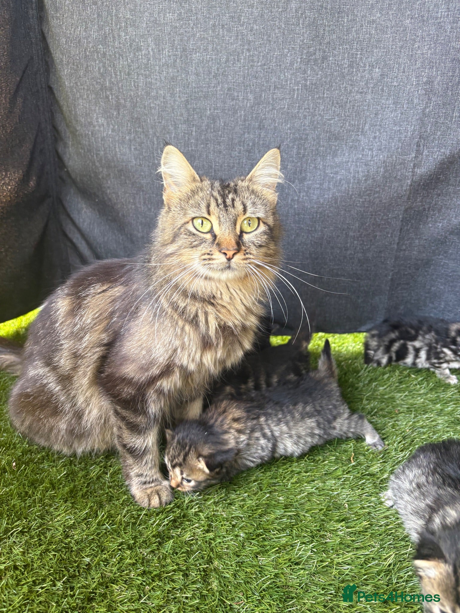 Mixed Breed cats 5 adorable kittens - Advert 2