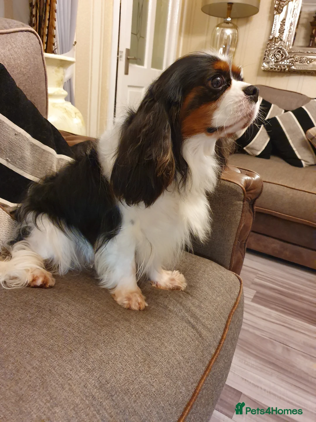 Cavalier King Charles Spaniel dogs for stud: Cavalier king Charles for STUD DNA TESTED in Salford - Advert 4