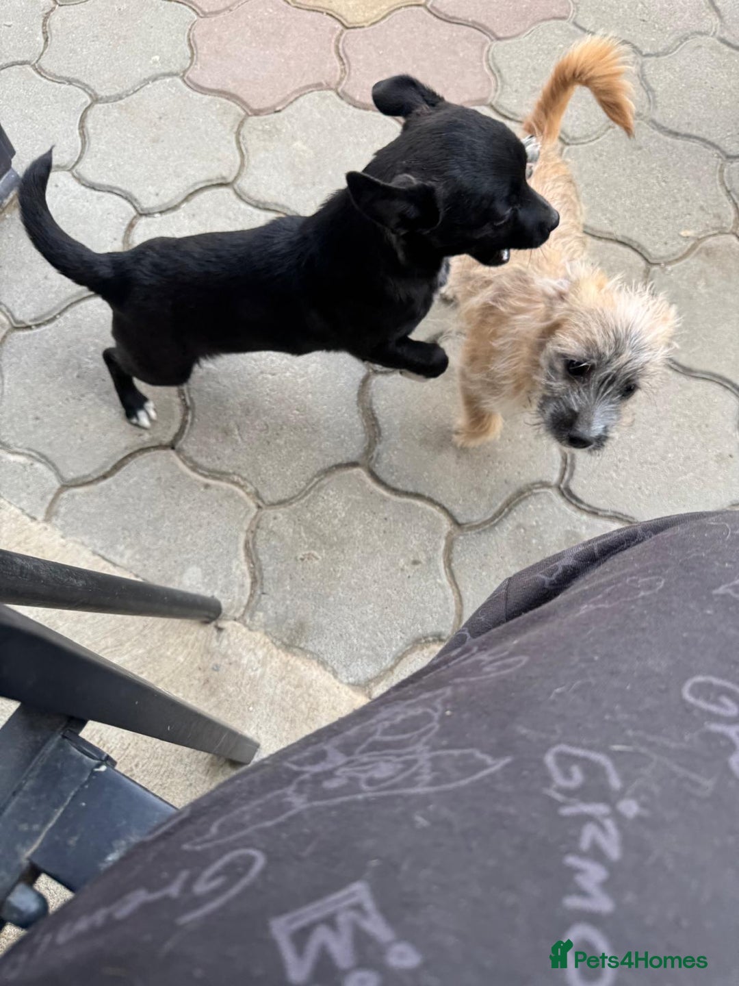 Mixed Breed dogs for adoption: FLORA - a Lovely tiny puppy girl for a Loving Home - Advert 4