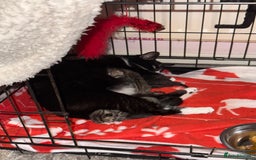 Mixed Breed cats for sale: Kittens - Image 7