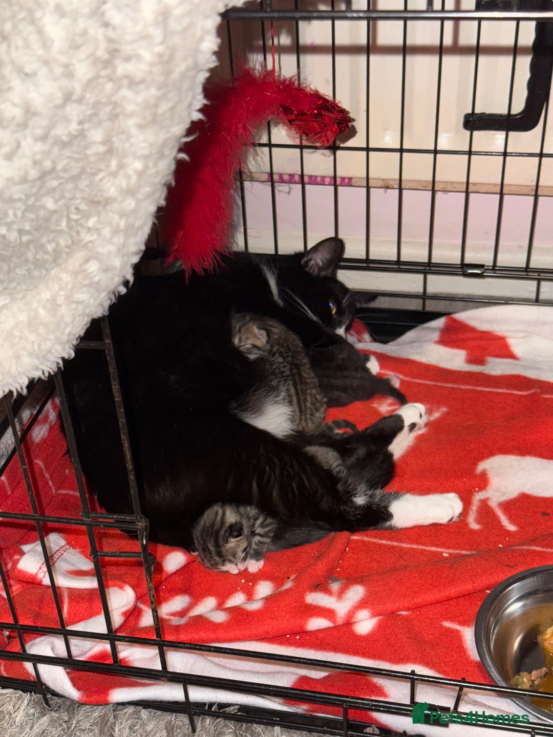 Mixed Breed cats for sale: Kittens - Image 7