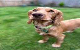 Cocker Spaniel dogs for stud: Cocker spaniel stud *PROVEN* - Image 3