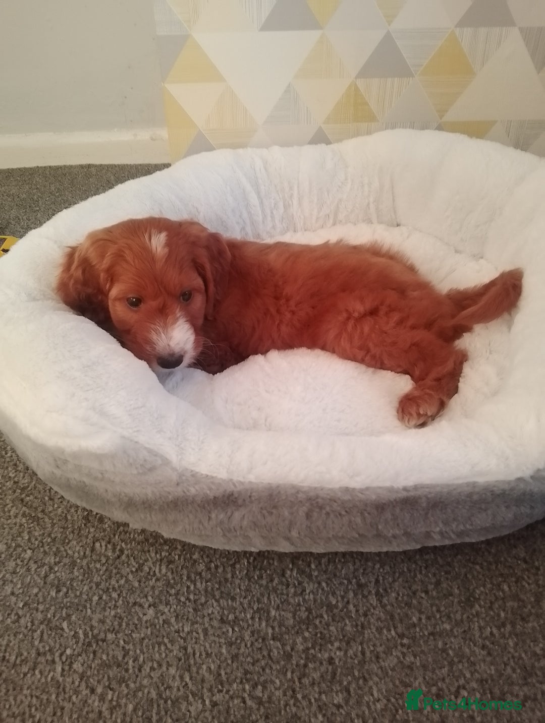 Cavapoo dogs for sale: Red Cavapoo 10 weeks old  - Image 2