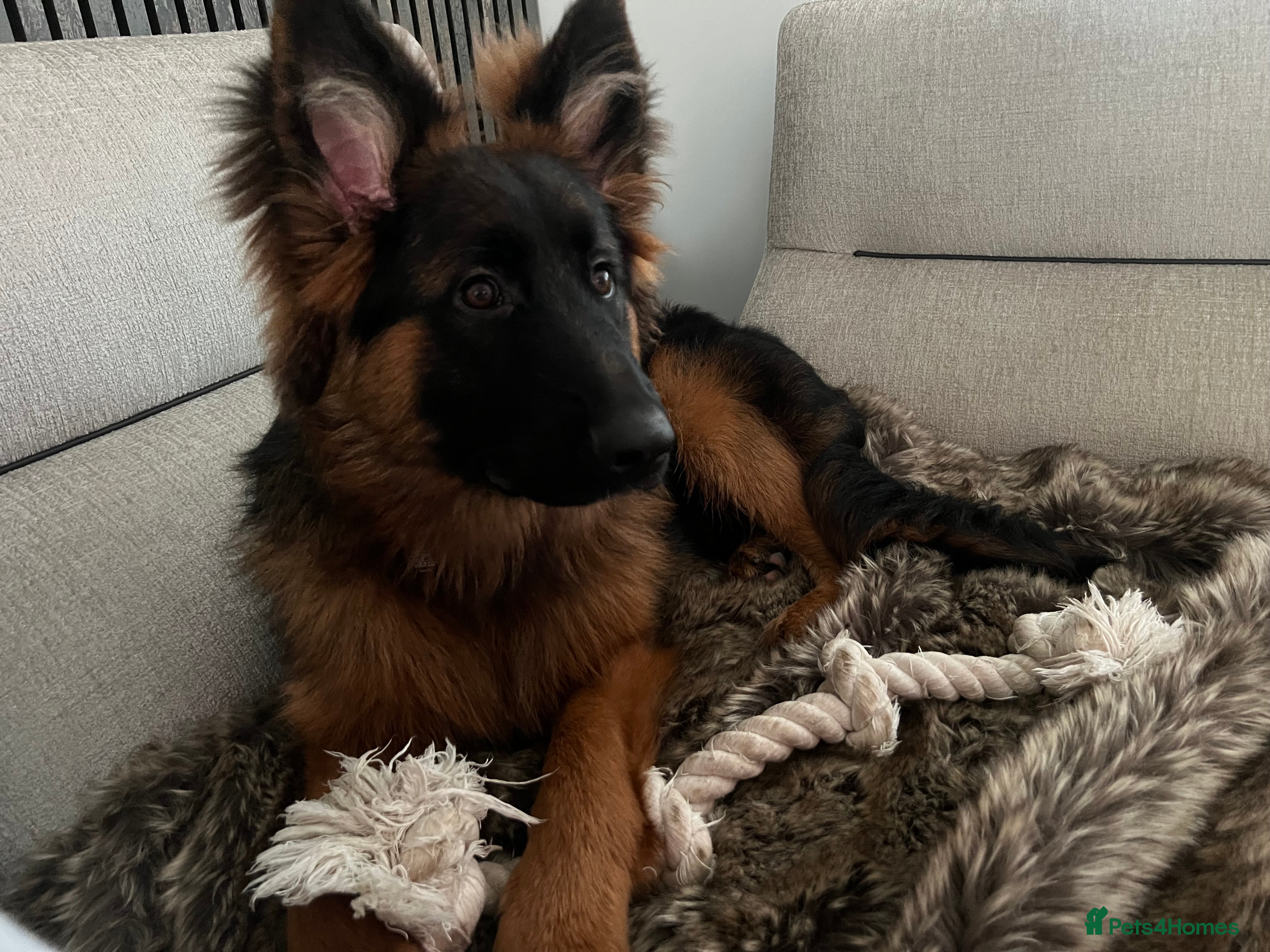 German Shepherd dogs 6 month old German Shepard Puppy for sale  - Advert 11