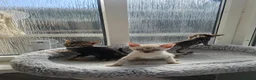 Bengal cats for sale: Bengal Kittens(Marble and Snow bengal available) - Advert 16