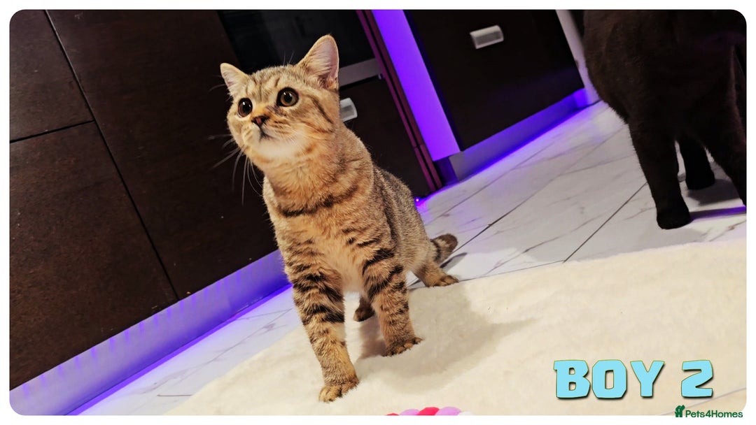 British Shorthair cats for sale: British Blue Kittens (Delivery available) - Image 11