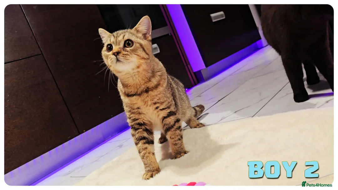 British Shorthair cats for sale: British Blue Kittens - Advert 10