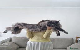Maine Coon cats for sale: Purebred King Size Maine Coon kittens  - Image 24