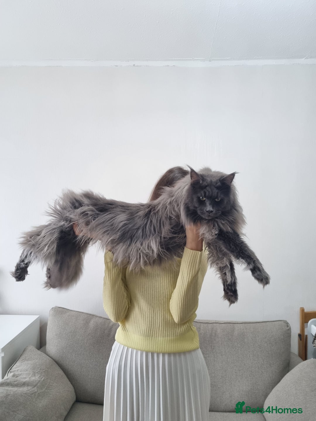 Maine Coon cats for sale: Purebred King Size Maine Coon kittens  - Image 24