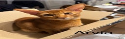 Abyssinian cats for sale: Abyssinian kitten looking for his new forever home - Advert 19