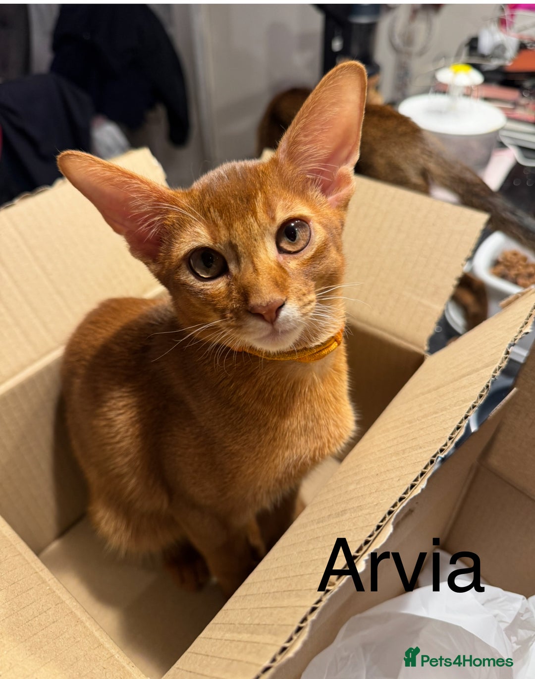Abyssinian cats for sale: Abyssinian kittens looking for their new home - Image 7