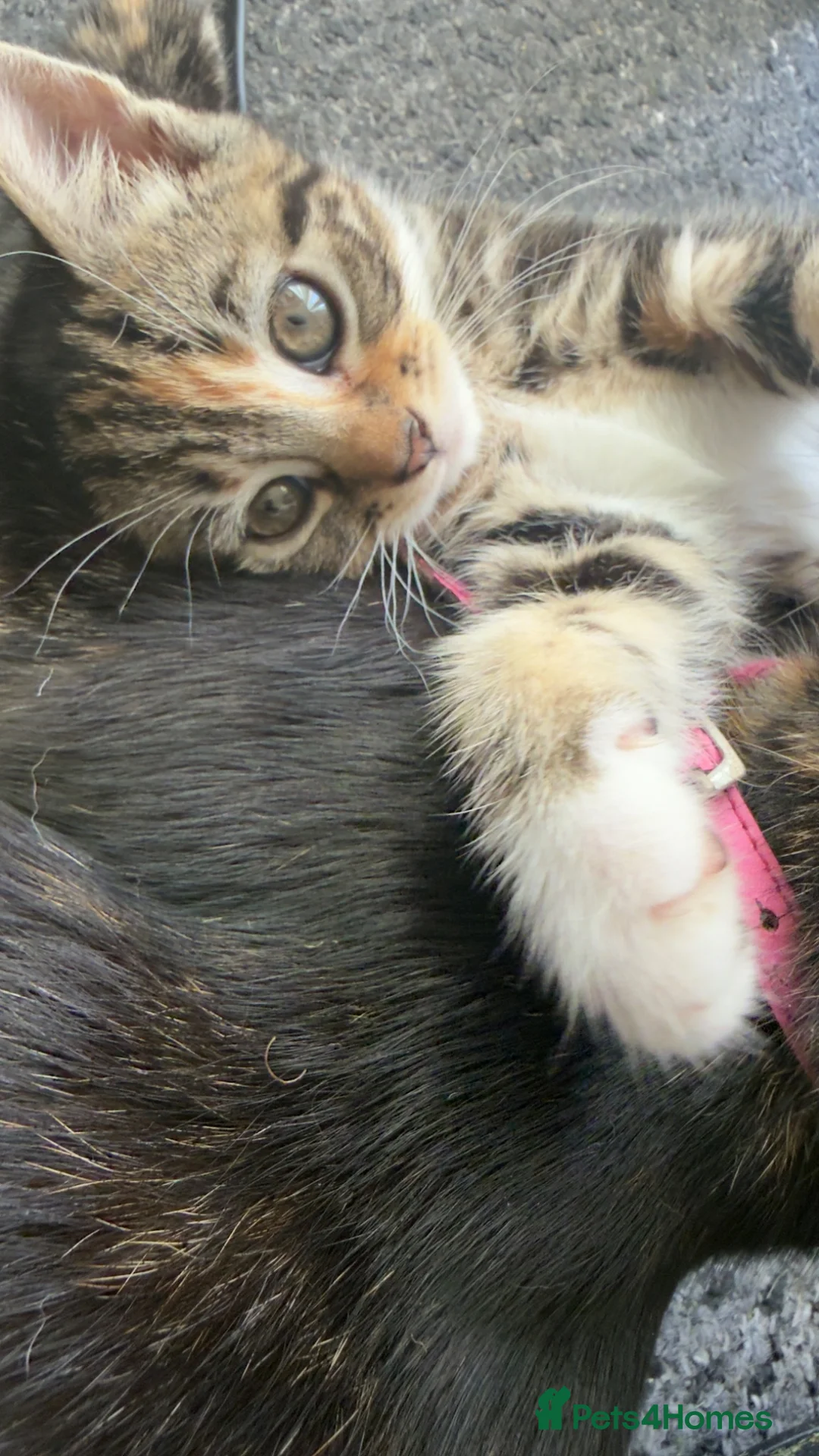 Mixed Breed cats for sale: Beautiful kitten’s ready to leave mum in High Wycombe - Advert 1