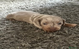 Dachshund dogs for sale: Dachshund dapple boy  - Advert 3