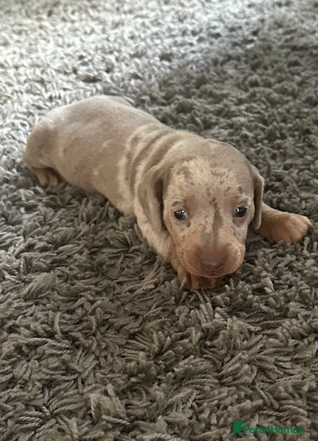 Dachshund dogs for sale: Dachshund dapple boy  - Advert 3