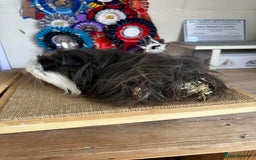 Guinea Pig rodents for sale: Lots of Guinea Pigs Always available!  - Image 29