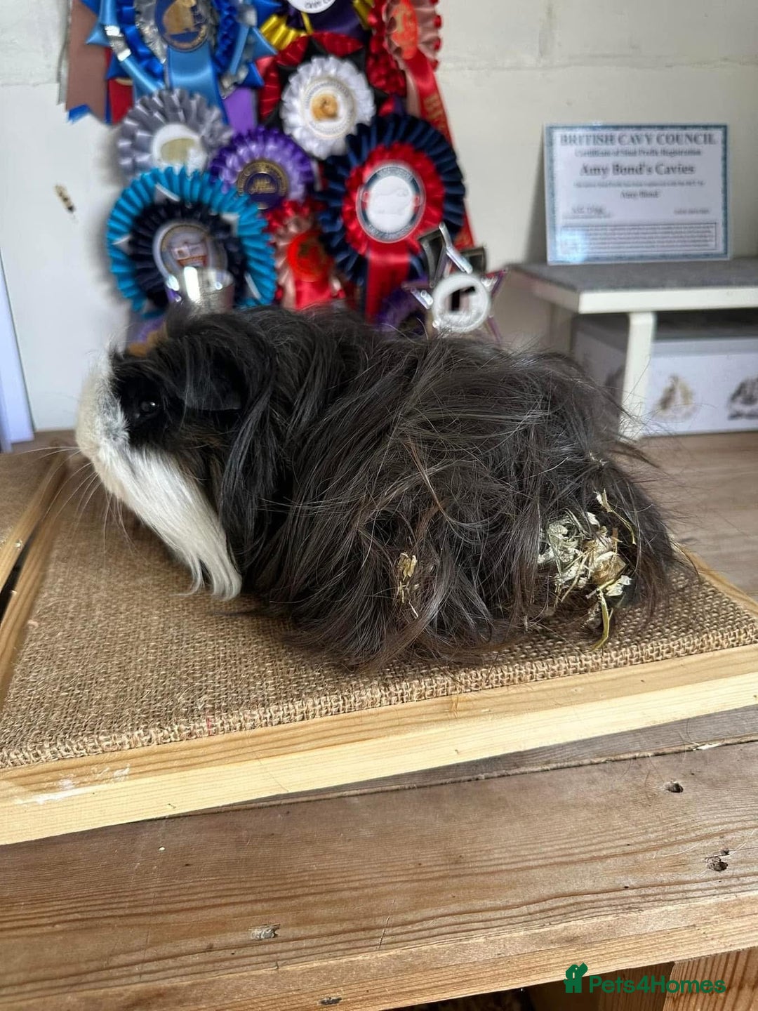 Guinea Pig rodents for sale: Lots of Guinea Pigs Always available!  - Image 29